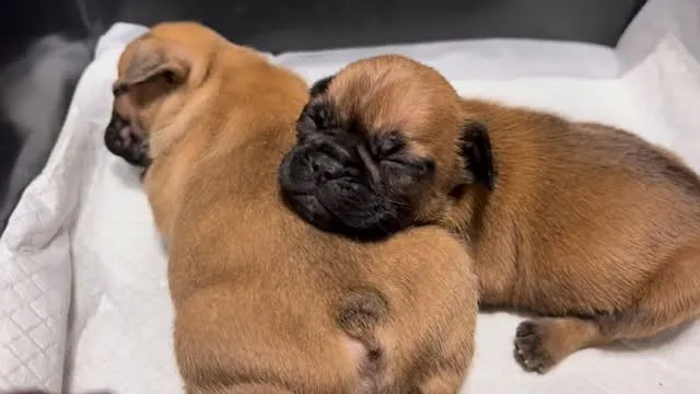 茨城県坂東市にて、フレンチブルドッグの子犬のご家族様を募集し...