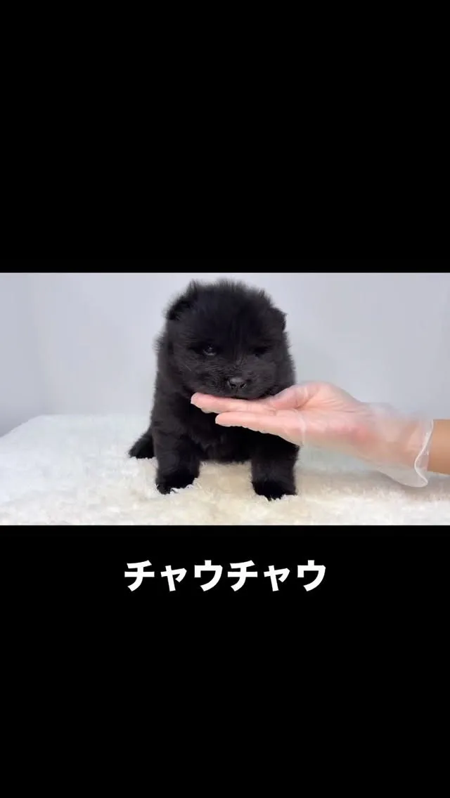 チャウチャウBaby🐶