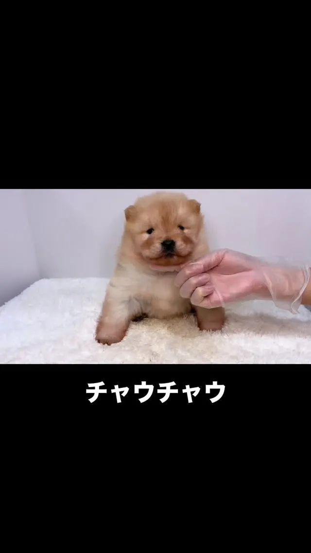 チャウチャウBaby🐶