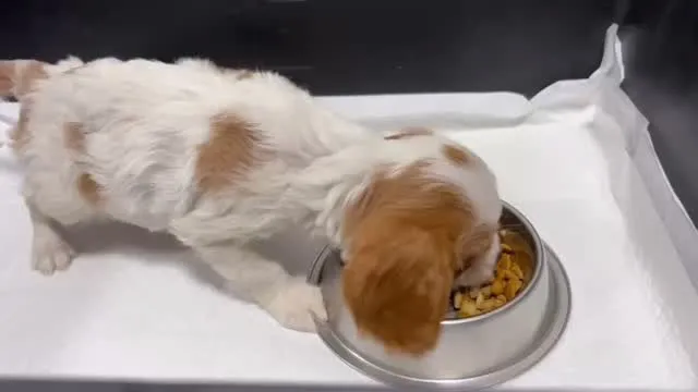 ご家族様が決まっているブレンハイムの男の子🐶