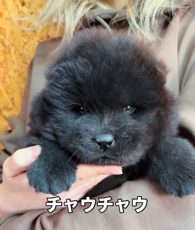 茨城県坂東市にて、チャウチャウの男の子のご家族様を募集してお...