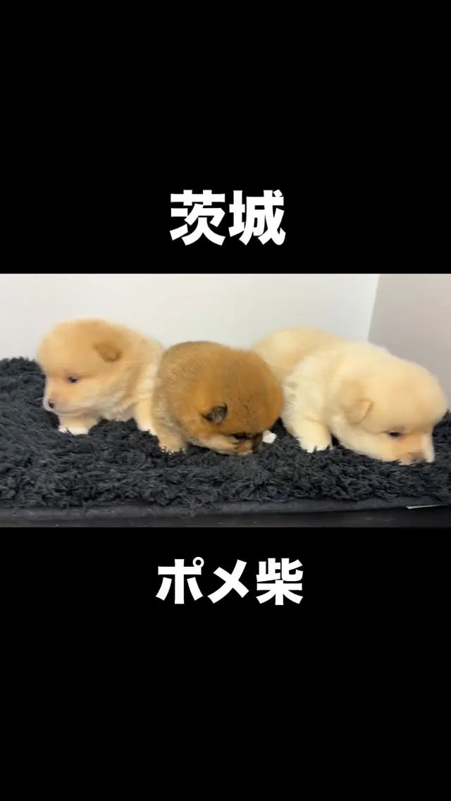 茨城県坂東市にて、ポメ柴の男の子と女の子のご家族様を募集して...