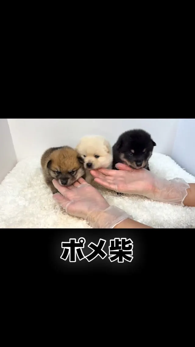 茨城県坂東市にて、ポメ柴の男の子と女の子のご家族様を募集して...