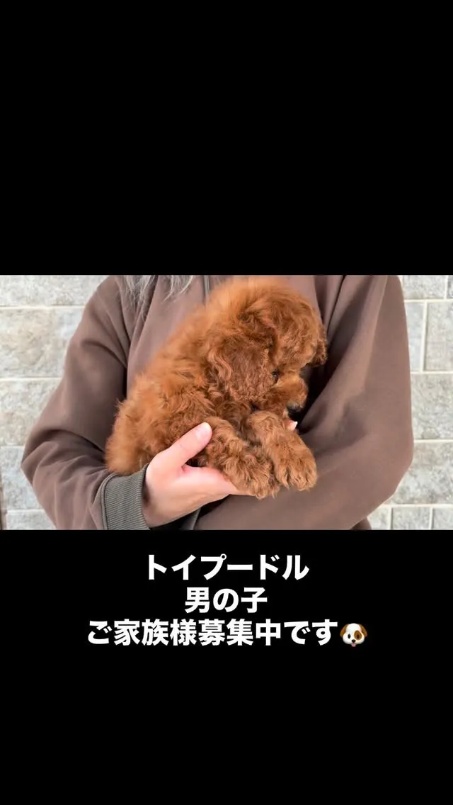 茨城県坂東市にて、トイプードルの男の子のご家族様を募集してお...