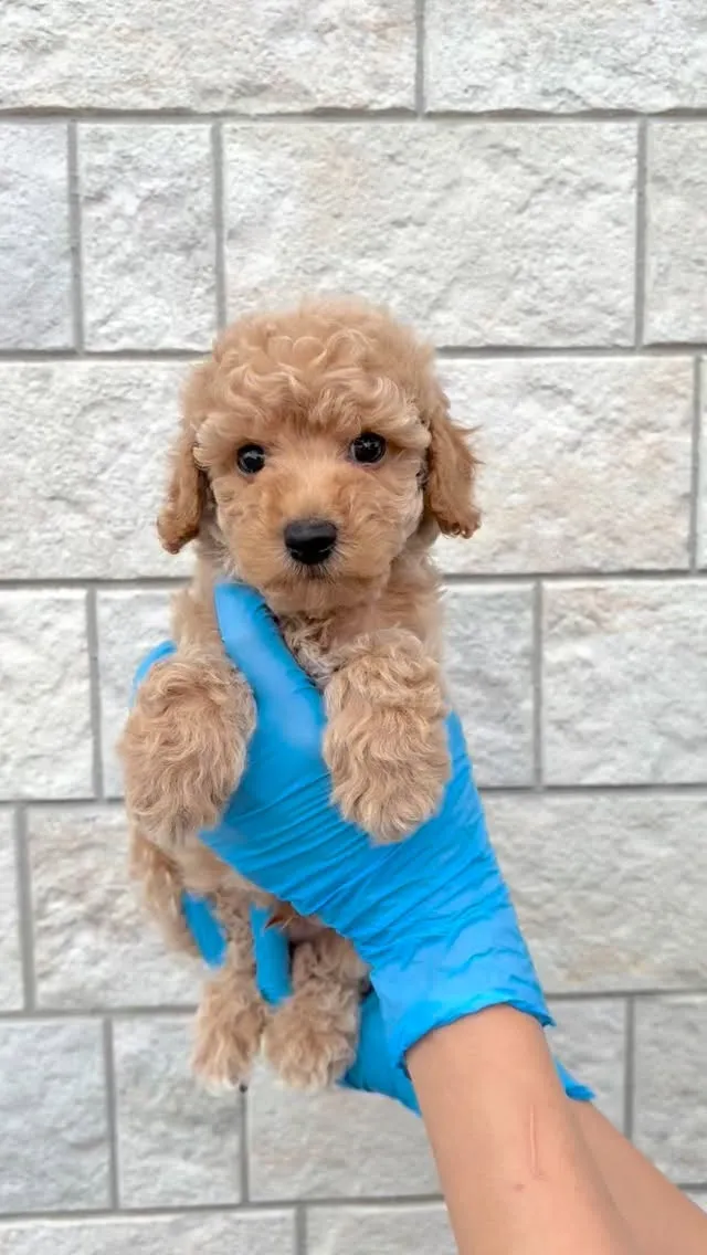 お客様からご依頼いただいた子が、本日無事に犬舎へ到着しました...