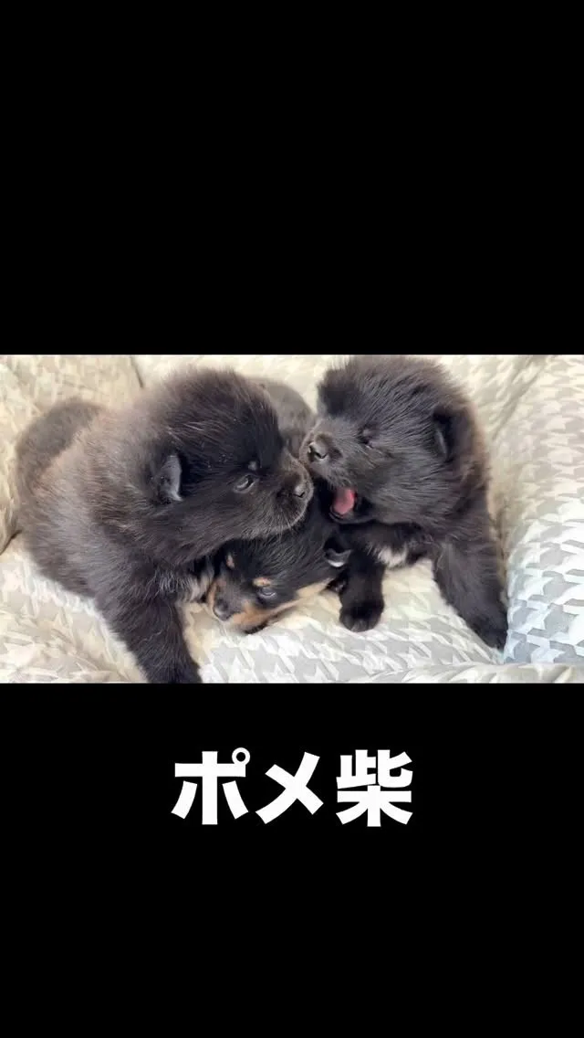 ポメ柴の３姉妹🐶