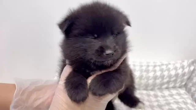 ご家族様が決まっているポメ柴の男の子🐶