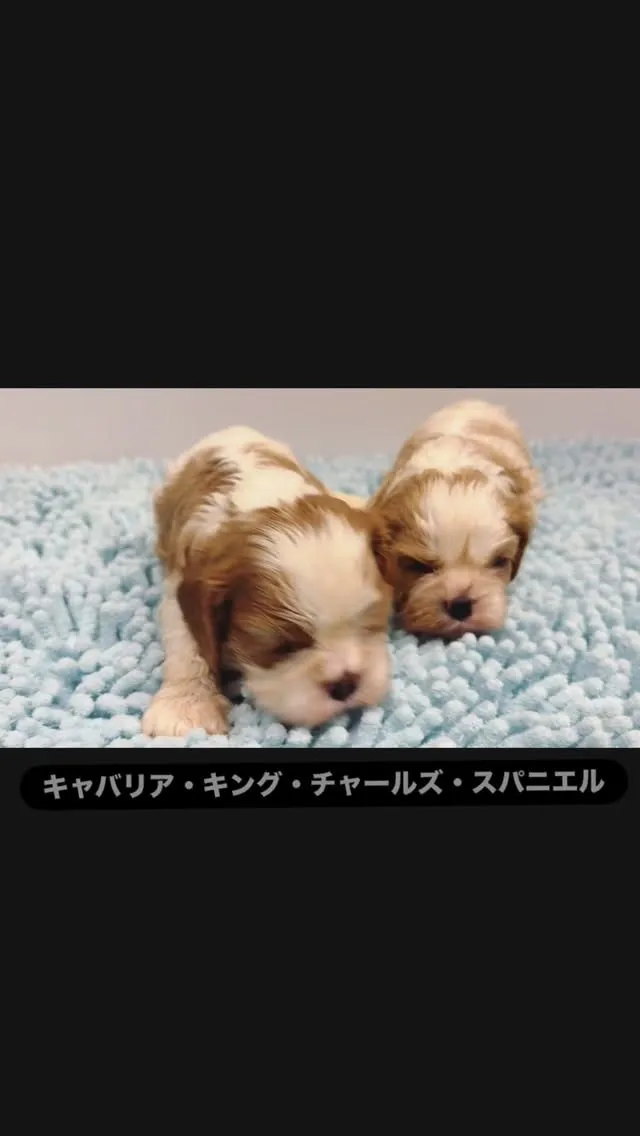 #キャバリアキングチャールズスパニエル#キャバリア#茨城#坂...