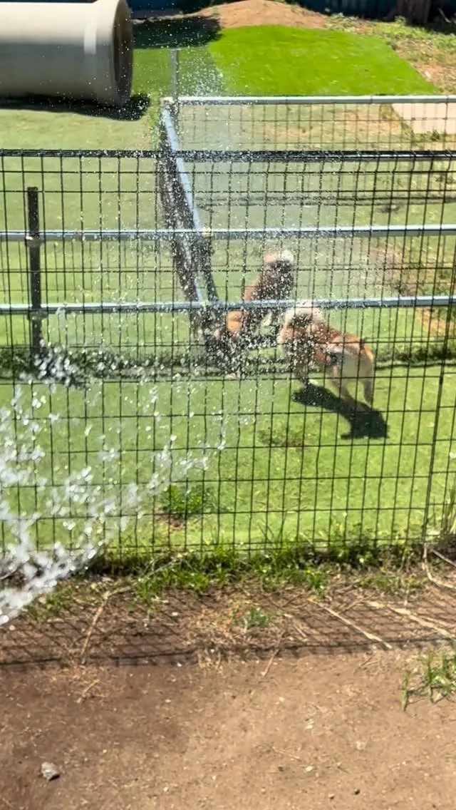 水遊びが大好きな柴犬達❤️