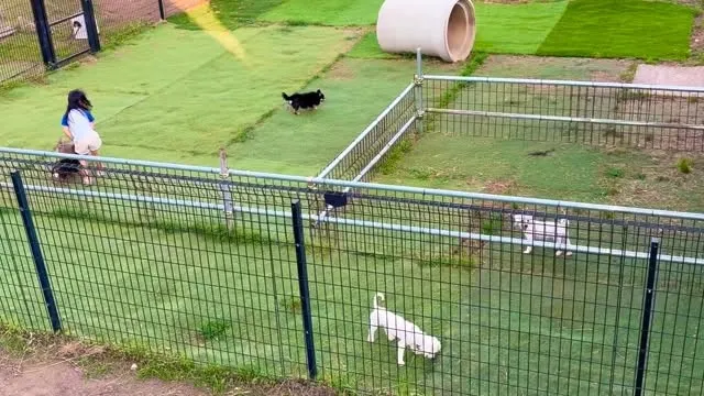 日中は暑くて遊べないので、最近は涼しくなった夕方からが犬達の...