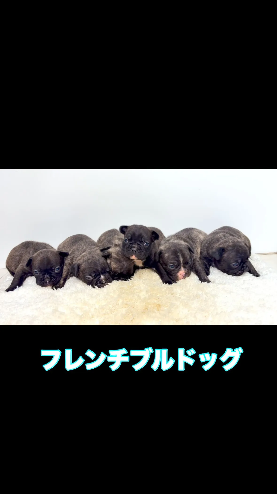 フレンチブルドッグ生まれております🐶