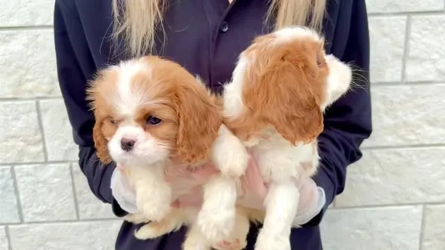 キャバリアの女の子組🐶