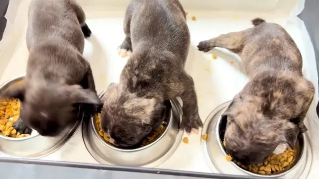 ご飯もしっかり食べ、日に日にたくましく成長中🐶