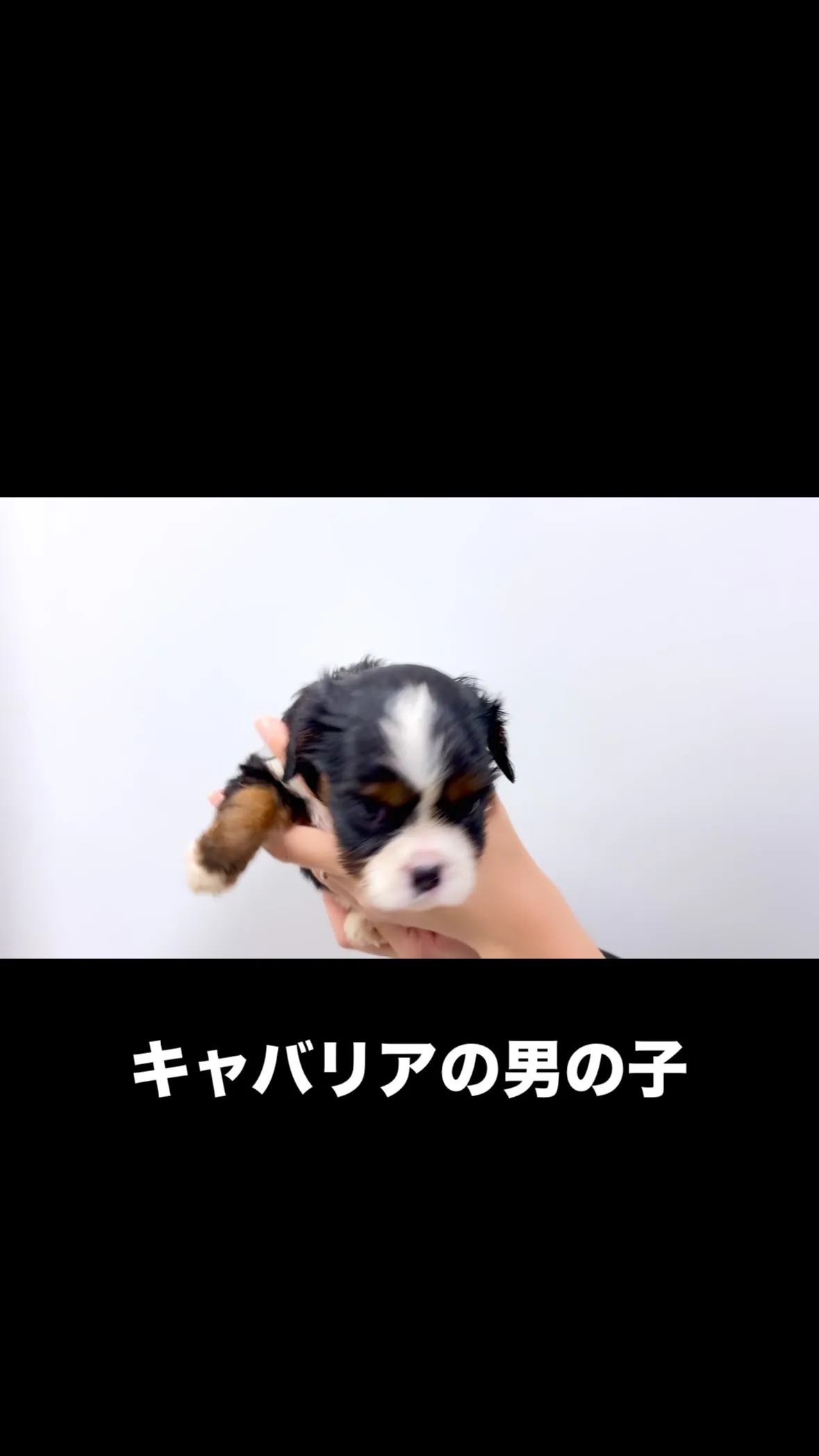 茨城県坂東市にてキャバリアの男の子のご家様を募集しております...