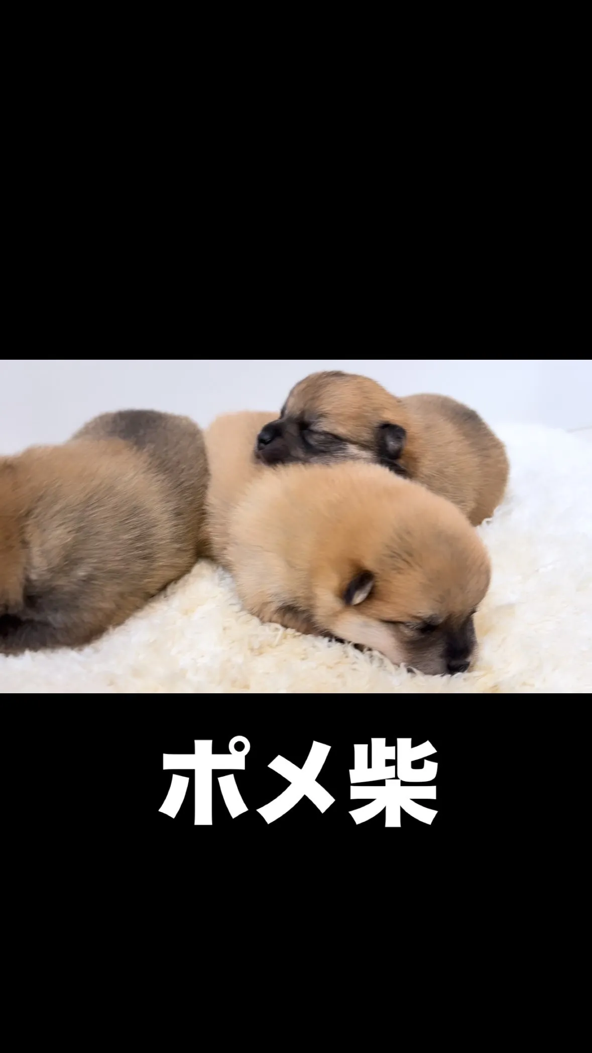 ポメ柴の男の子と女の子が産まれております‼️🐶