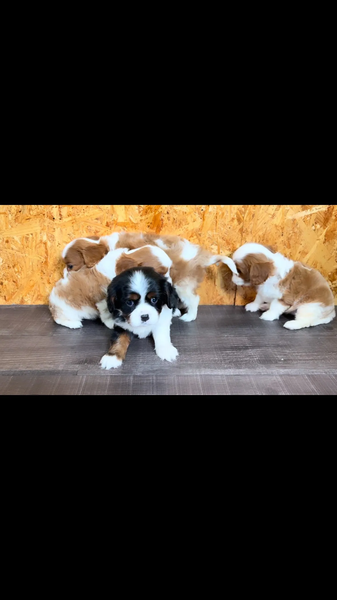 キャバリアの兄妹❤️
