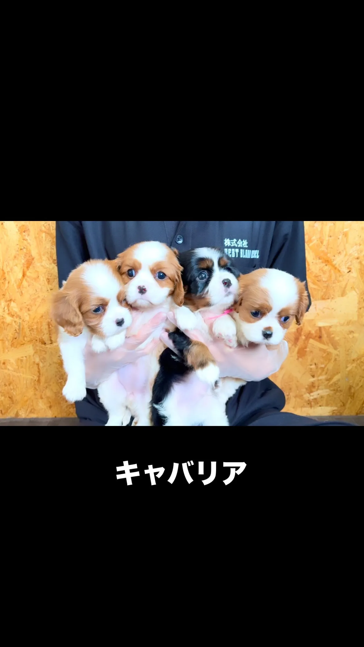 キャバリアの兄妹❤️