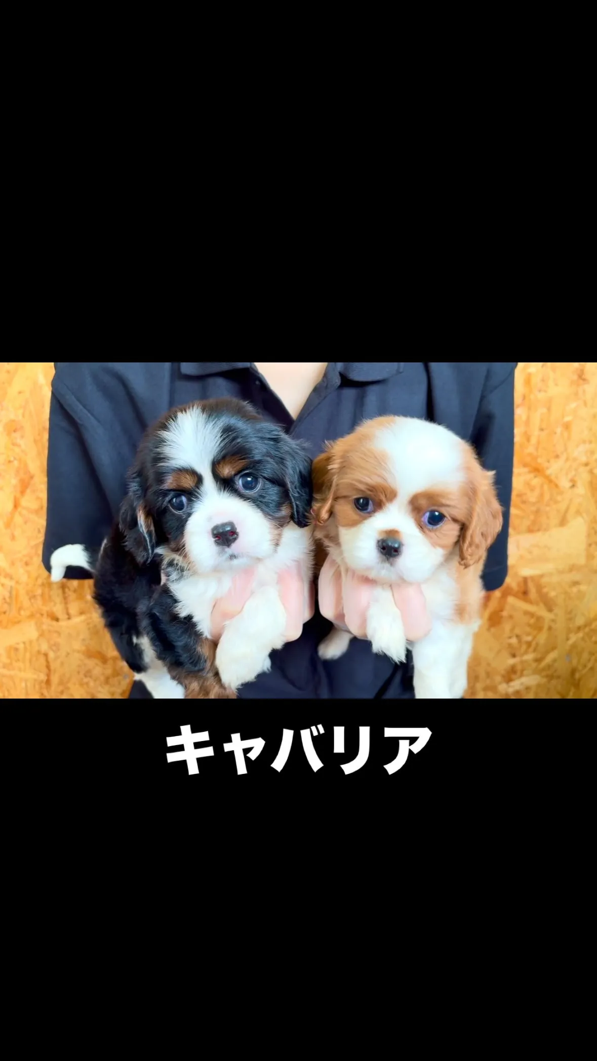 キャバリアの兄妹❤️