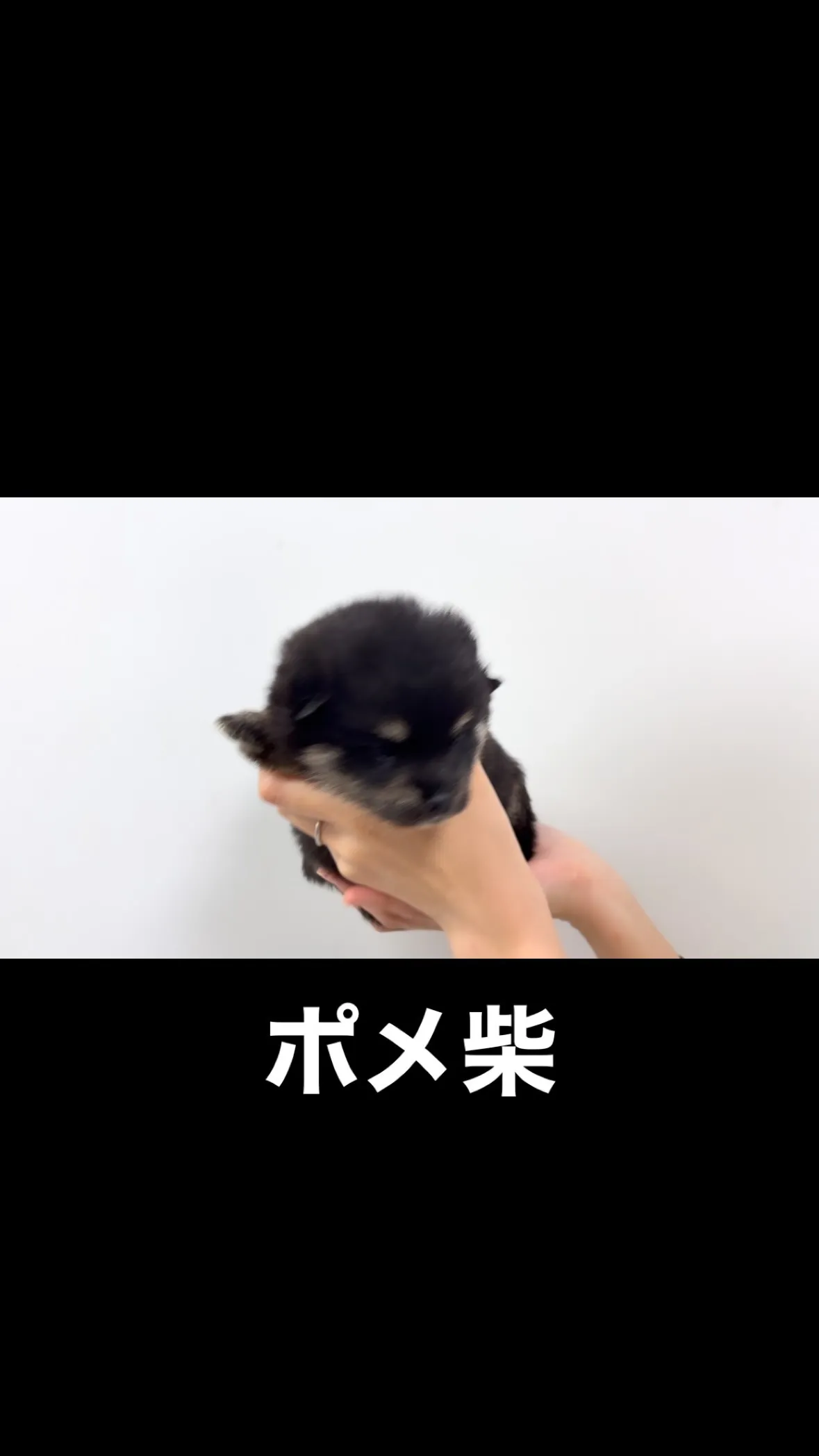 ポメ柴の女の子🐶✨