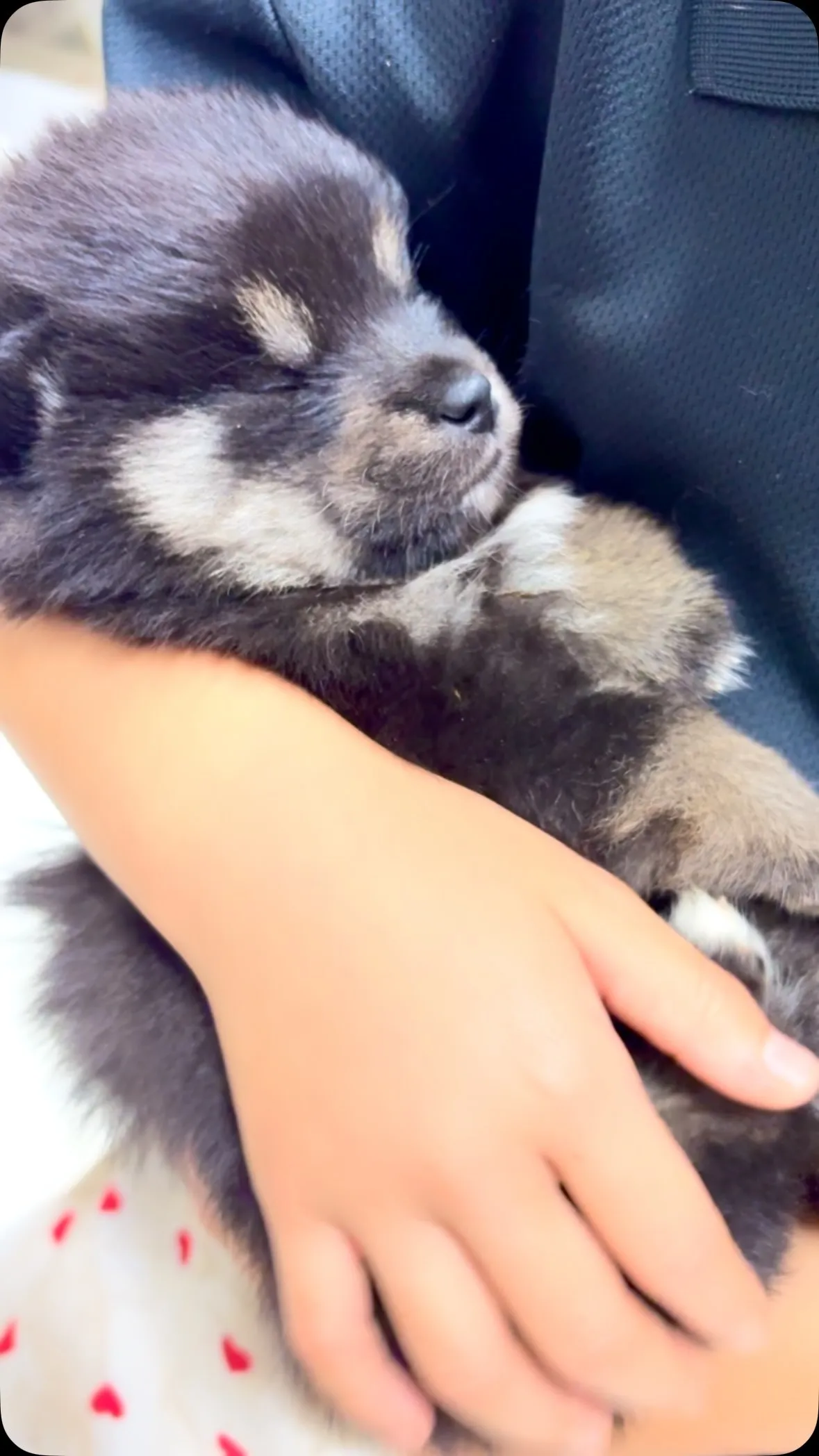 娘のトントンで眠るこいぬ🐶