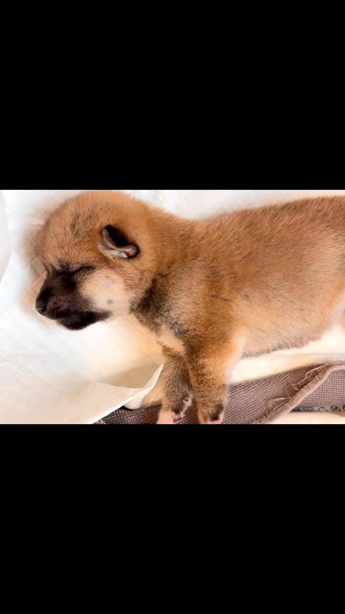 口をパクパクと寝ピクしながら眠る柴犬パピー🐶