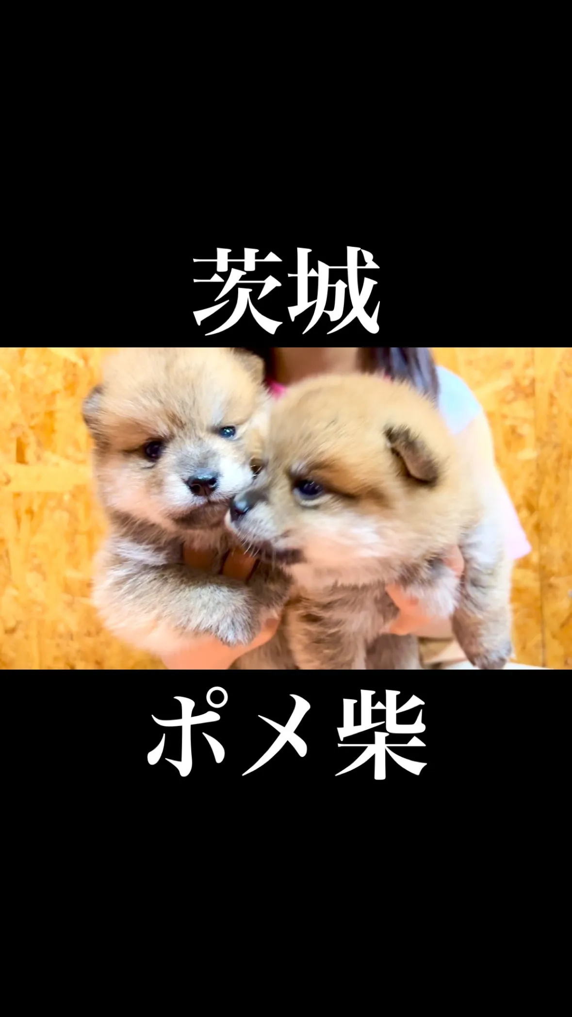 茨城県坂東市にて、ポメ柴の男の子のご家族様を募集しております...