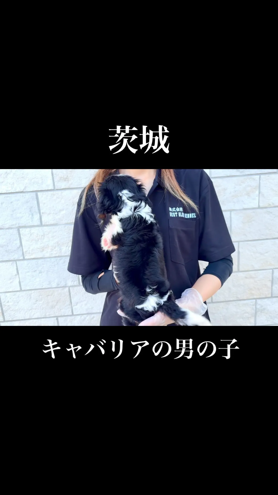 茨城県坂東市にてキャバリアの男の子のご家様を募集しております...