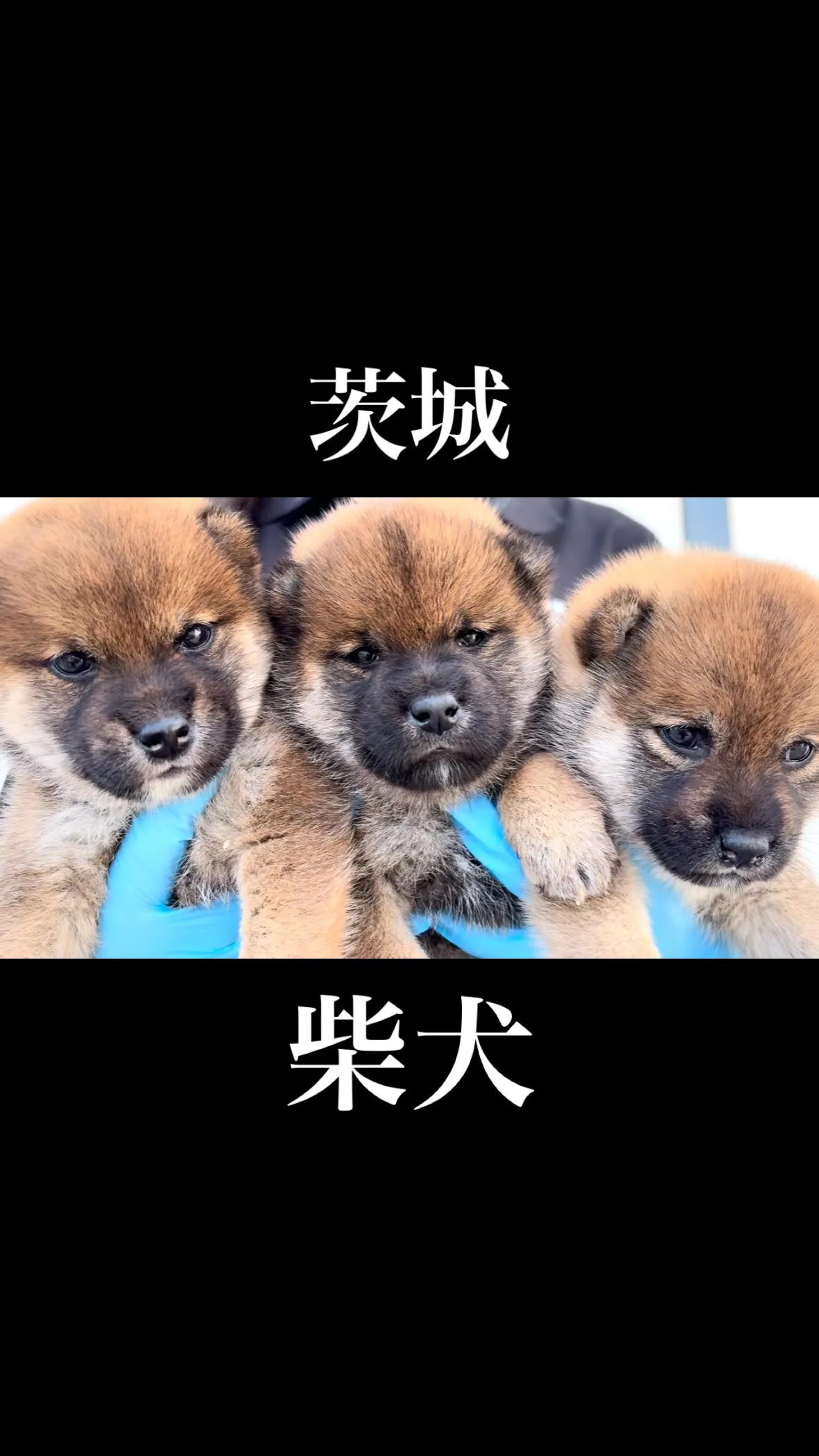 柴犬三兄弟❤️❤️❤️