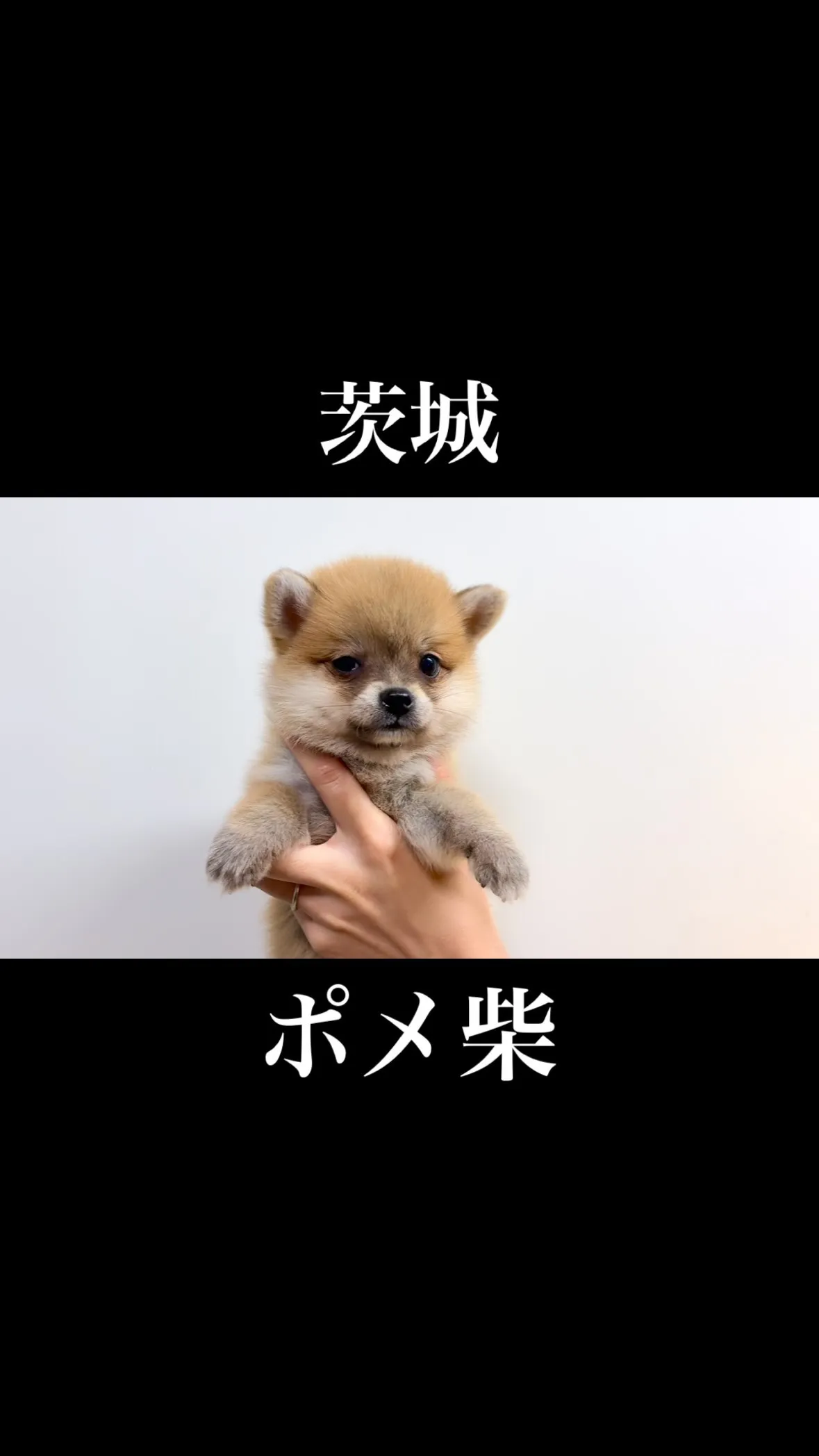茨城県坂東市にて、ポメ柴の女の子のご家族様を募集しております...