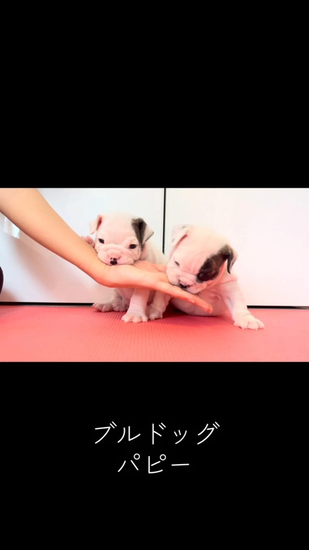 今日のブルパピー🐶