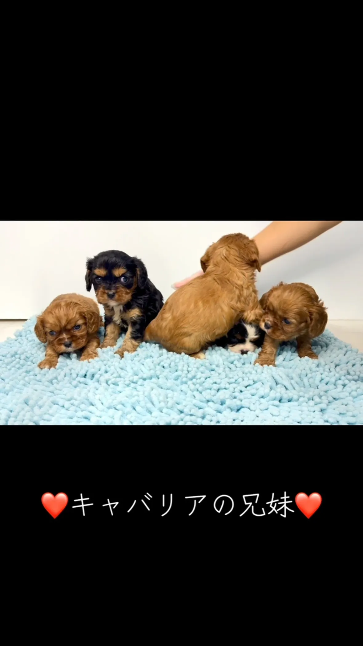 キャバリアの兄妹❤️