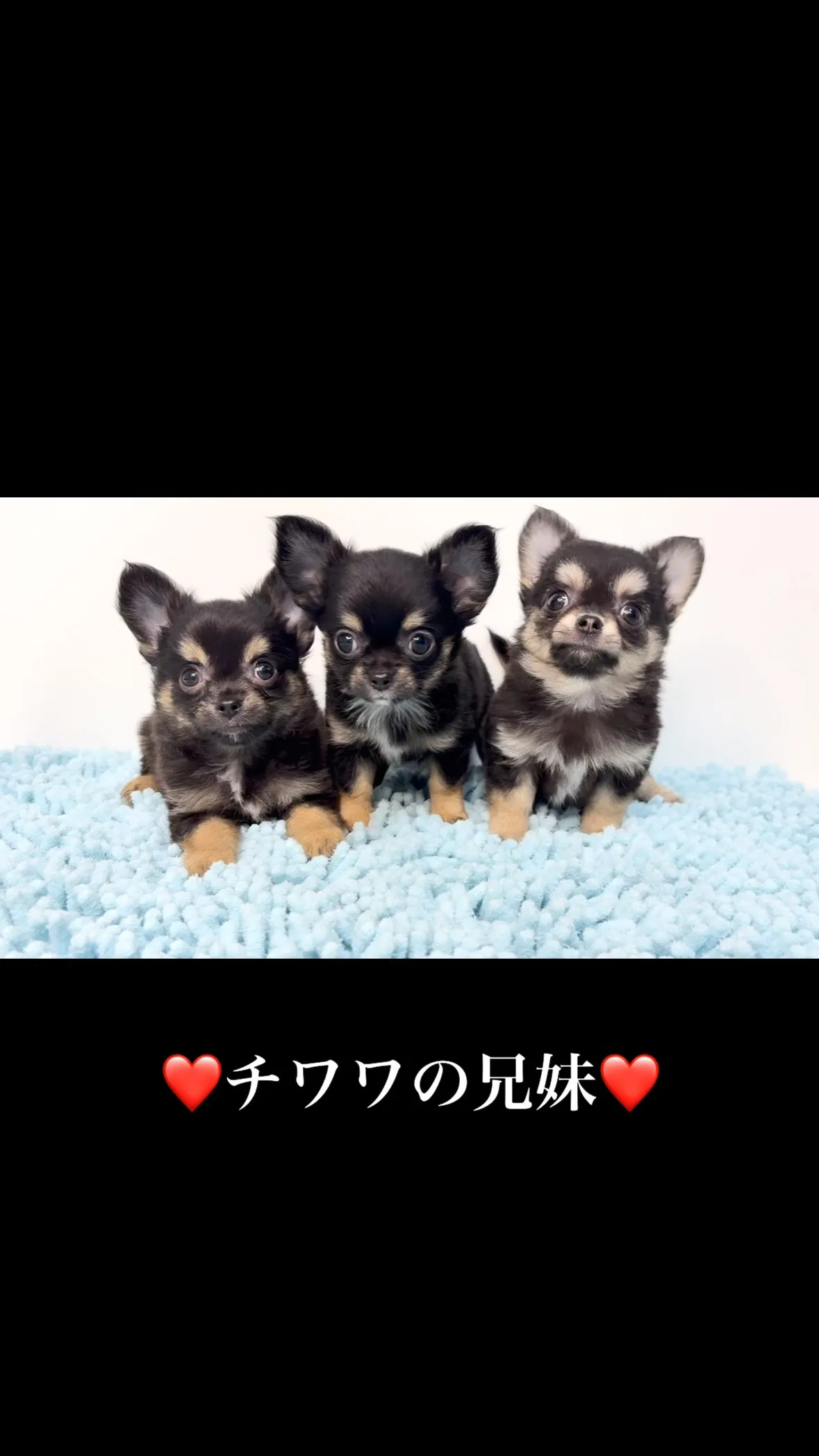 茨城県坂東市にて、チワワの男の子と女の子のご家族様を募集して...