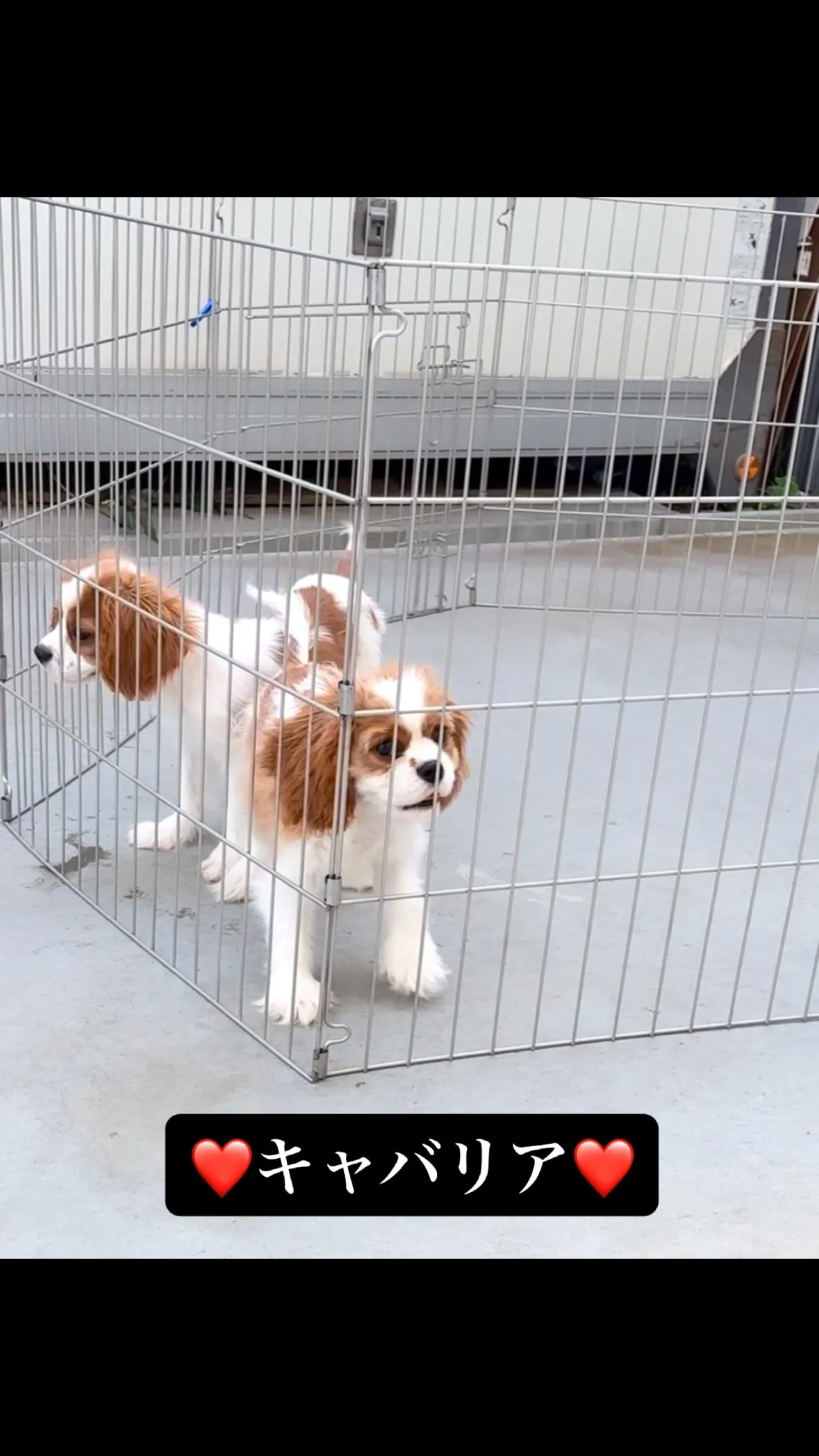 🐶❤️
