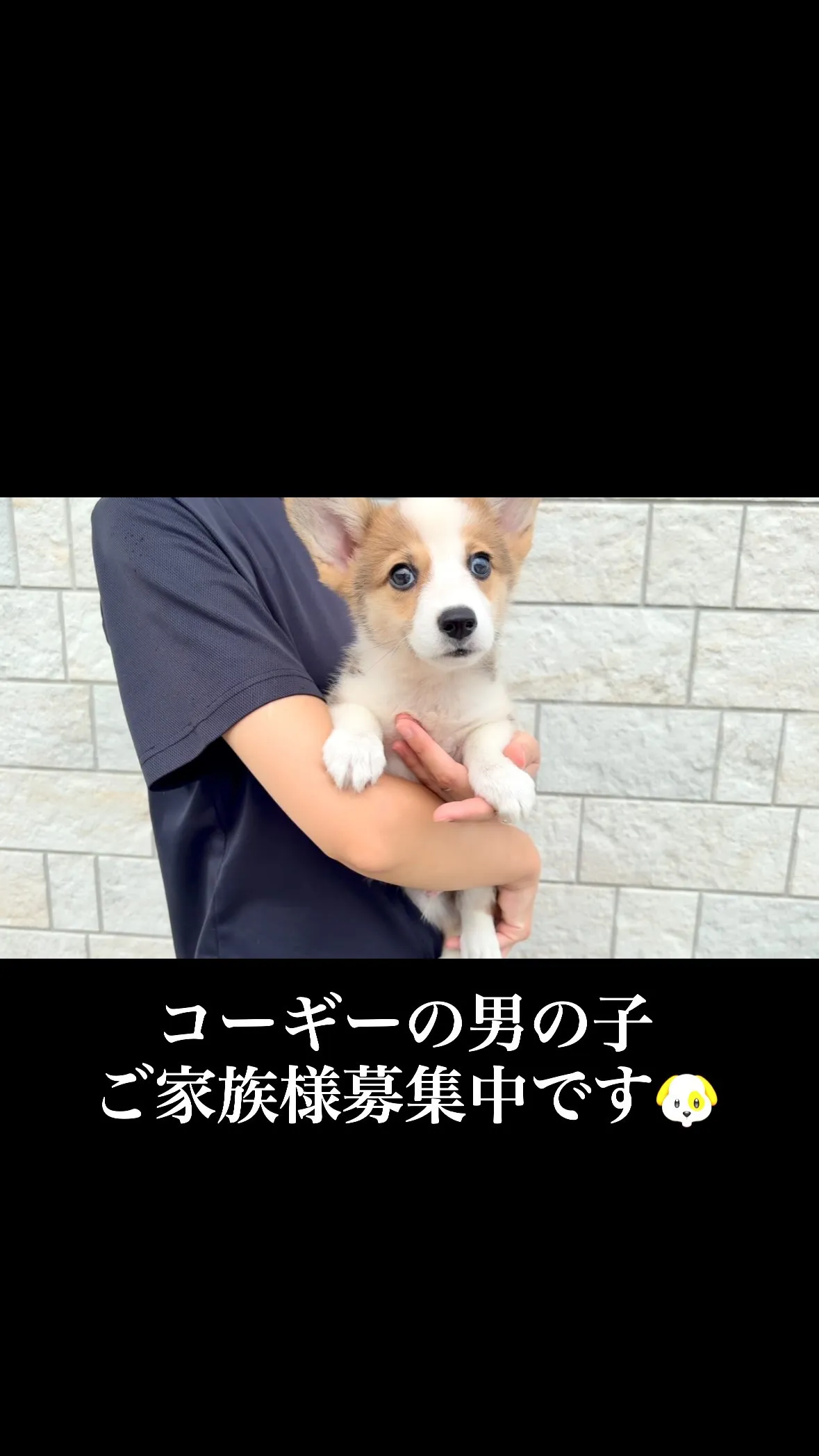 茨城県坂東市にて、コーギーの男の子のご家族様を募集しておりま...