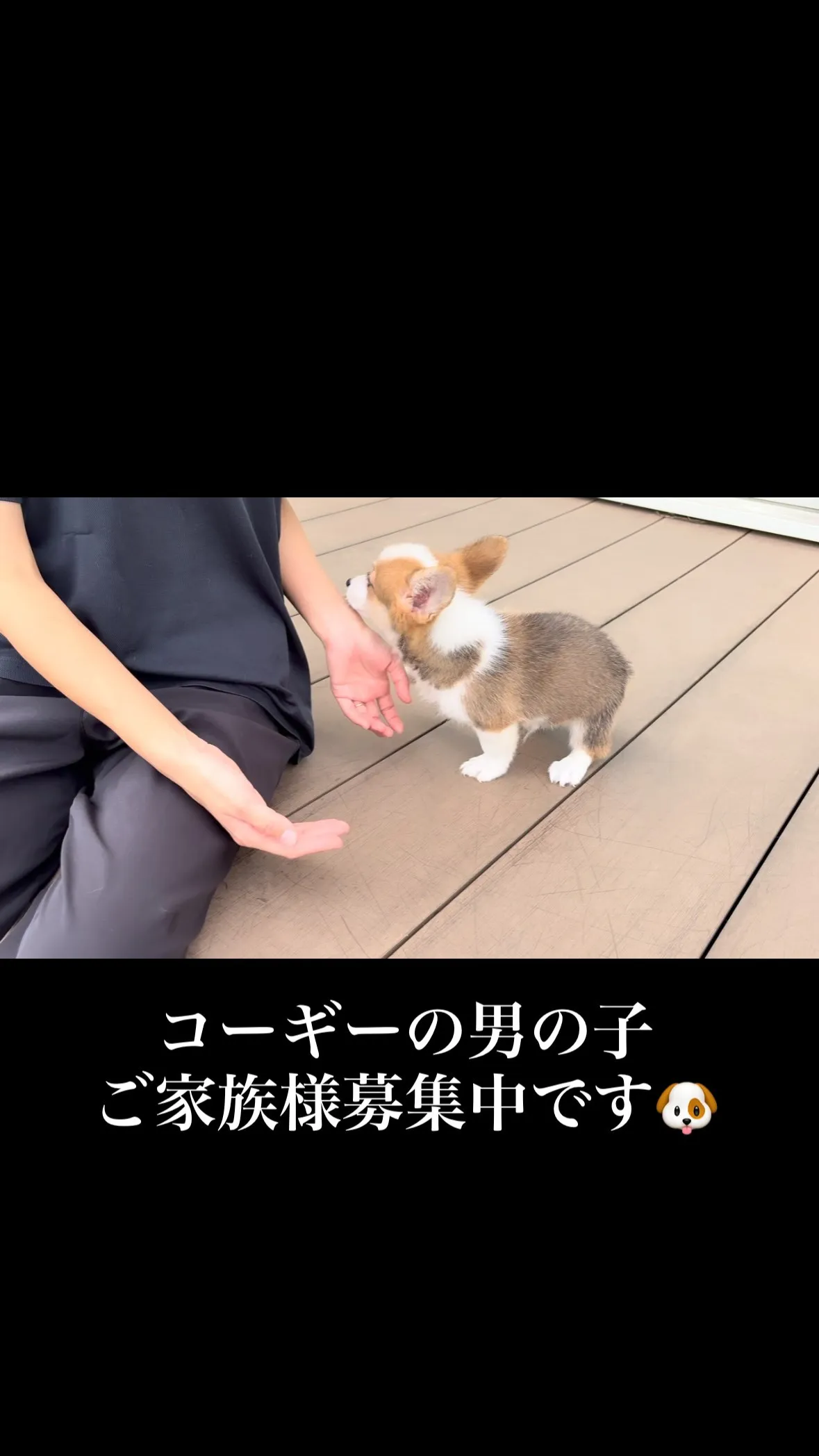 茨城県坂東市にて、コーギーの男の子のご家族様を募集しておりま...