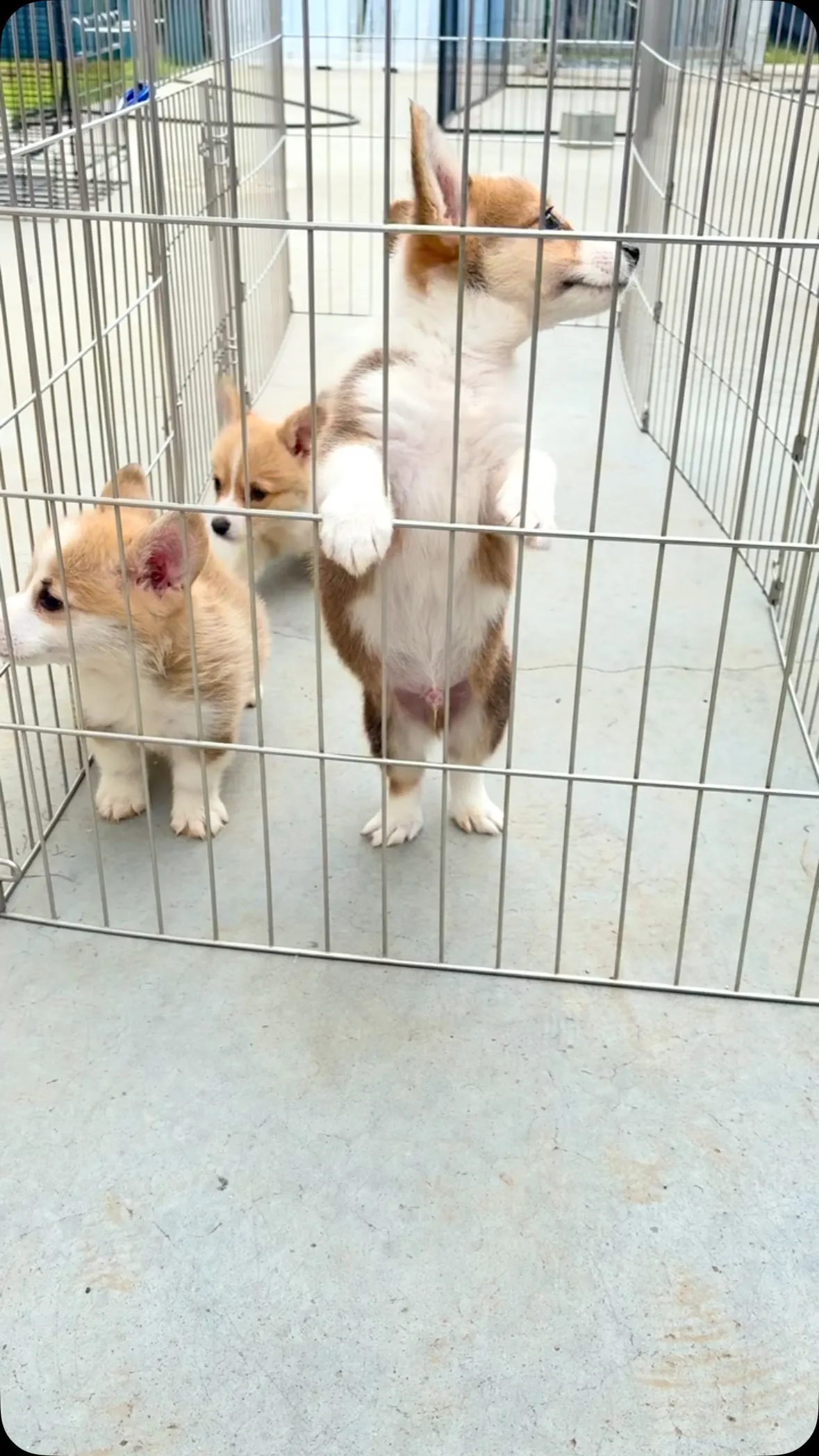 今日も元気いっぱい🐶🌟