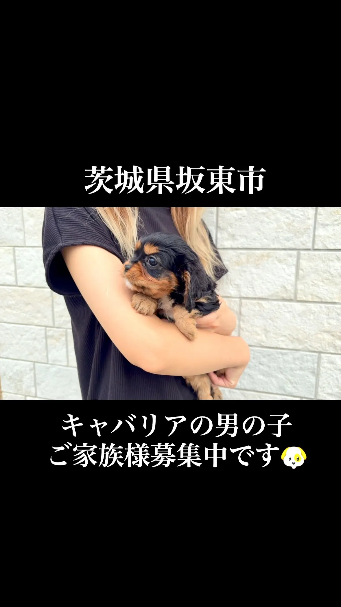 茨城県坂東市にてキャバリアの男の子のご家族様を募集しておりま...