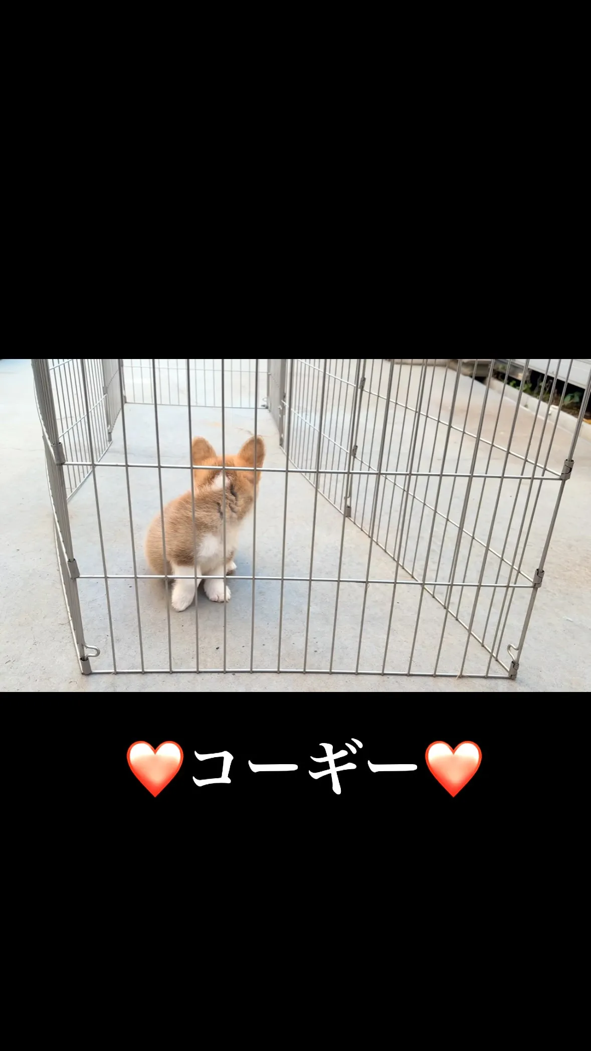 ❤️イケメンコーギー❤️