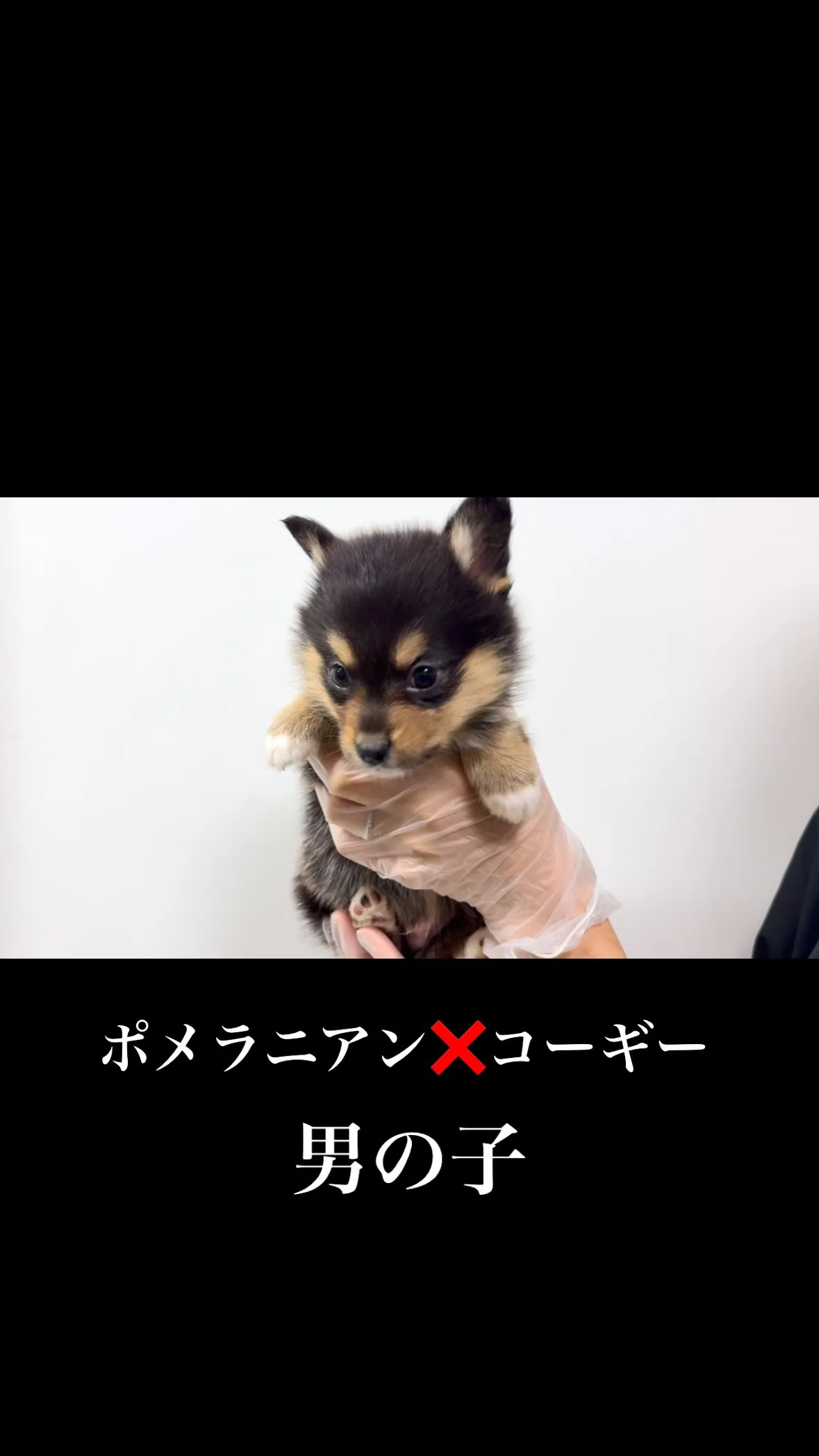 茨城県坂東市にて、ポメコギの男の子のご家族様を募集しておりま...