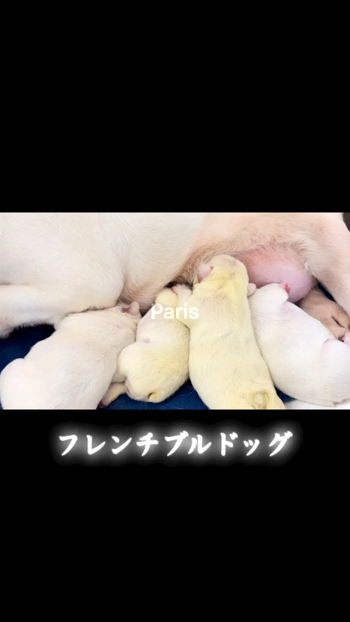 フレンチブルドッグ🐶