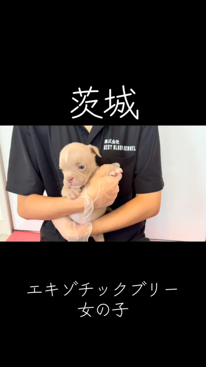 茨城県坂東市にて、エキゾチックブリーの女の子のご家族様を募集...