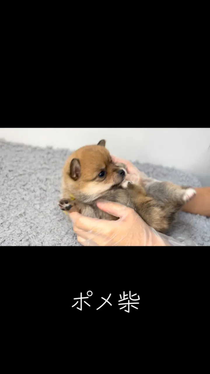 ご家族様が決まっているポメ柴の女の子🐶