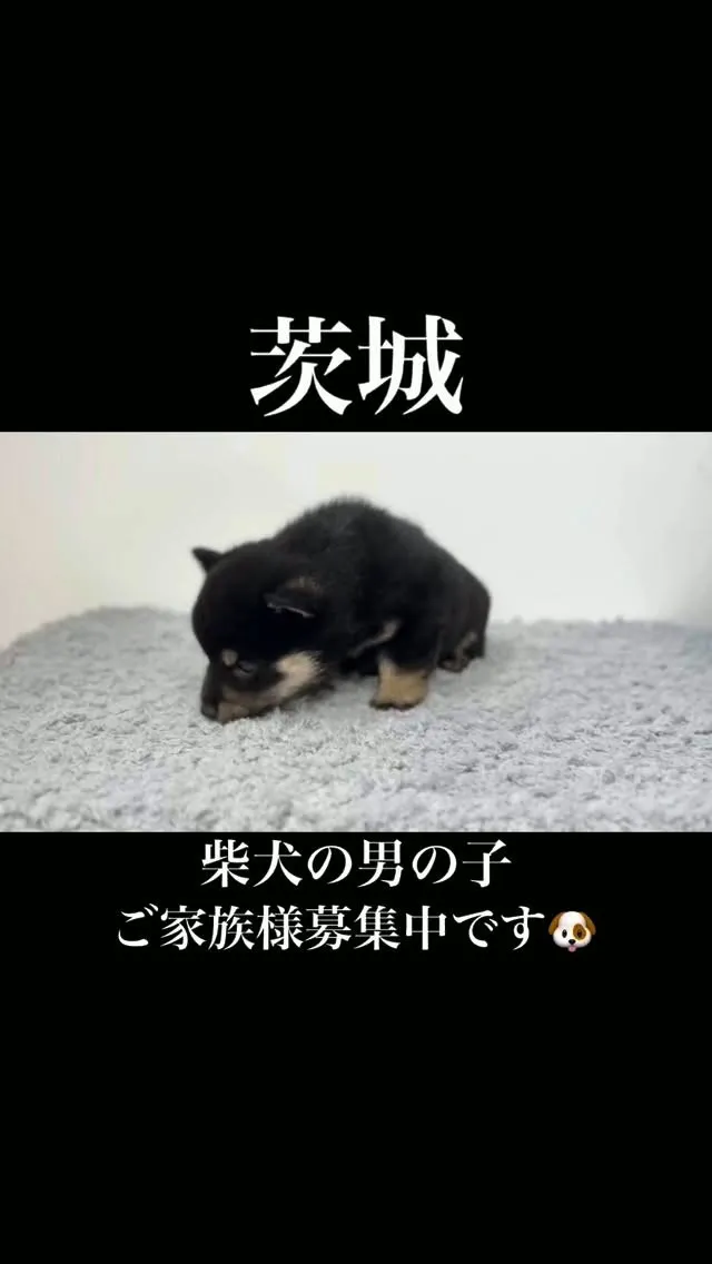 茨城県坂東市にて、柴犬の男の子のご家族様を募集しております🐶...
