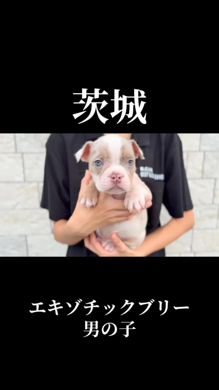 エキゾチックブリーの男の子、ご家族様募集中です🐶
