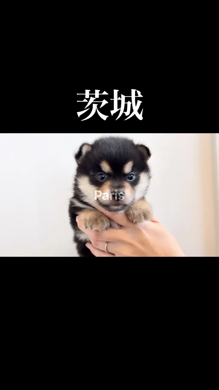 茨城県坂東市にて、チワ柴の男の子のご家族様を募集しております...