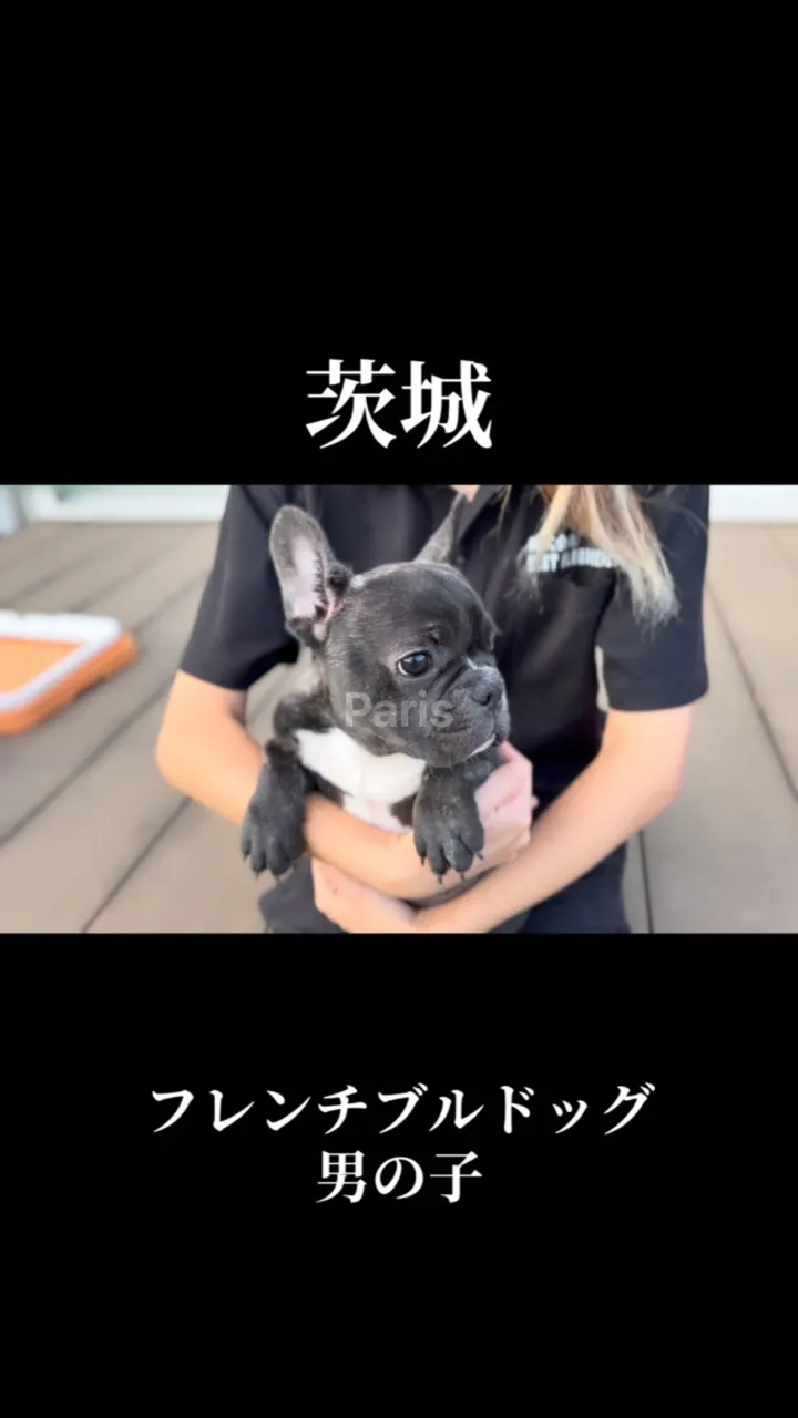 茨城県坂東市にて、フレンチブルドッグの男の子のご家族様を募集...