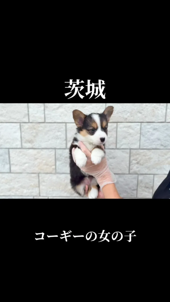 New Face 🐶✨