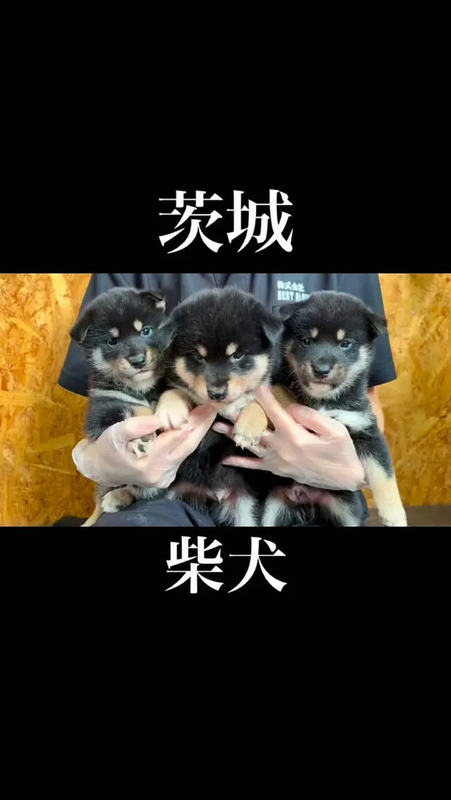 茨城県坂東市にて、柴犬の兄弟のご家族様を募集しております🐶✨