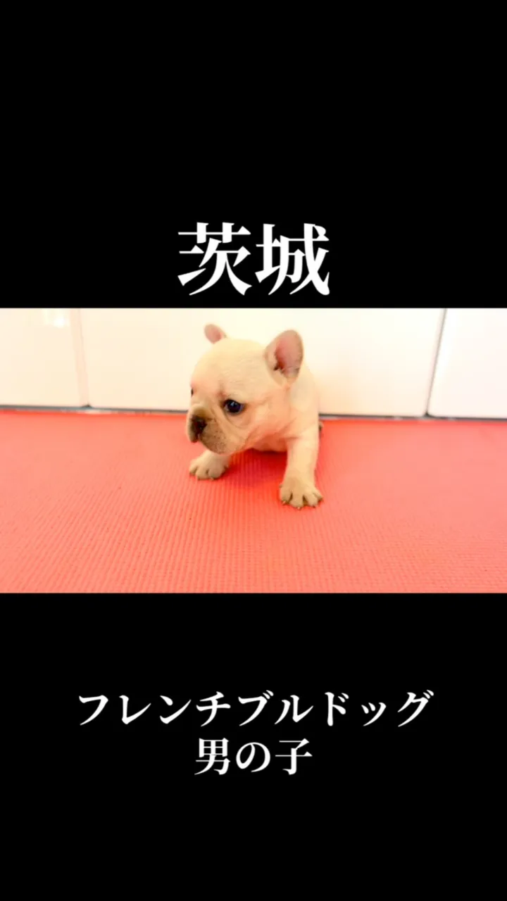 茨城県坂東市にて、フレンチブルドッグの男の子のご家族様を募集...